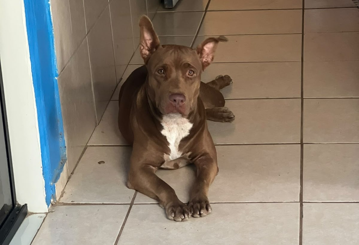 UTILIDADE PÚBLICA: Tutores pedem ajuda para localizar pitbull dócil que desapareceu na zona Sul de Porto Velho