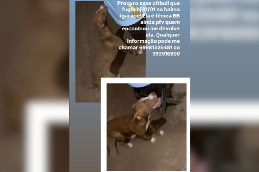 PITBULL: Tutor procura por cadela sumida no bairro Igarapé