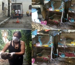 Mulher acumuladora de animais morre e cachorros se alimentam do cadáver 