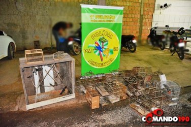 Polícia Ambiental apreende mais de cem pássaros silvestres 