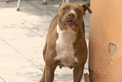 Ataque de pitbulls fere duas pessoas no Jardim Social