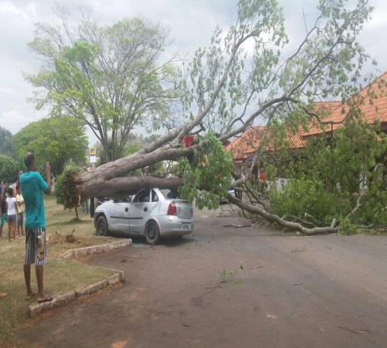 NATUREZA - Morador tem carro destruído após queda de árvore 