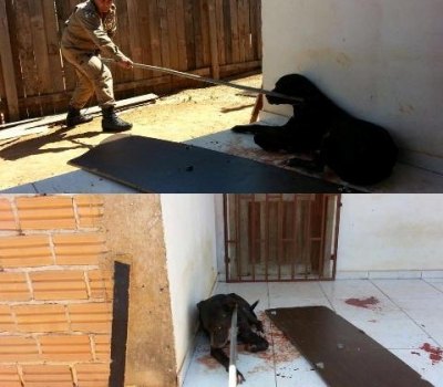 Policial atira em pit bull após animal atacar entregador de panfletos 