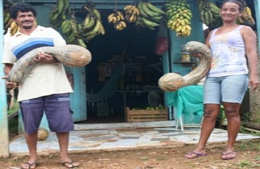 PRODUTO DA TERRA – Casal de feirantes vende abóbora gigante na periferia de Porto Velho