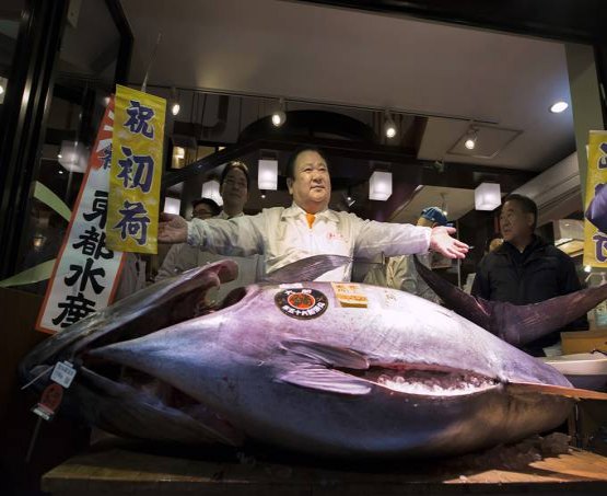 Peixe de 212 kg é vendido por 2 milhões de reais no Japão