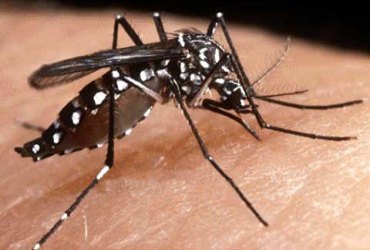 Casos de dengue registram queda de 61,3% ,afirma Agevisa