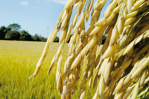 2018: Apoio da Conab ao setor produtivo do arroz totaliza prêmios no valor de R$ 31 milhões