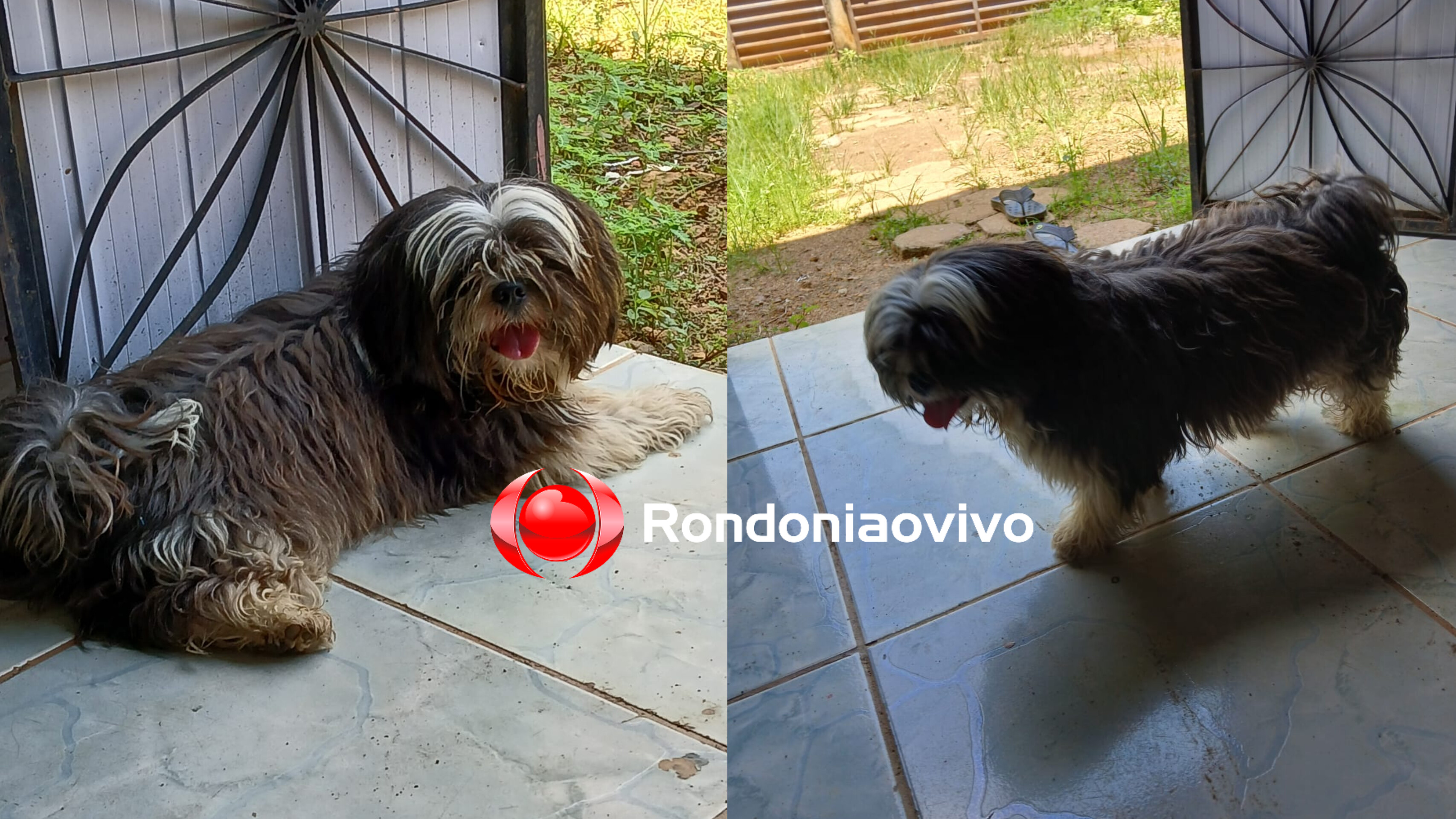 AJUDE: Mulher procura tutor de cachorrinho encontrado na zona Leste 