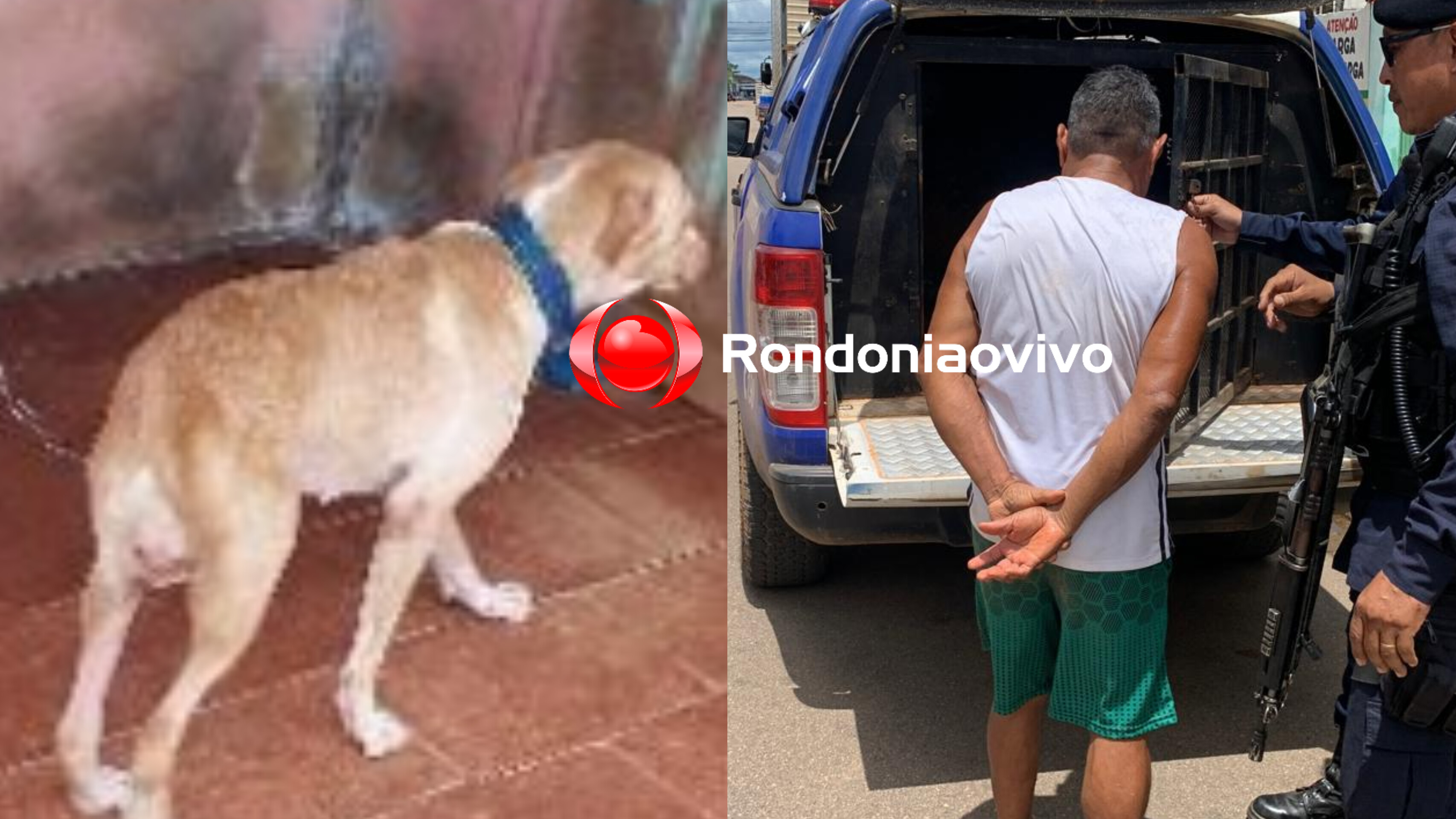 ZOOFILIA: Idoso é preso ao ser flagrado abusando de cachorra