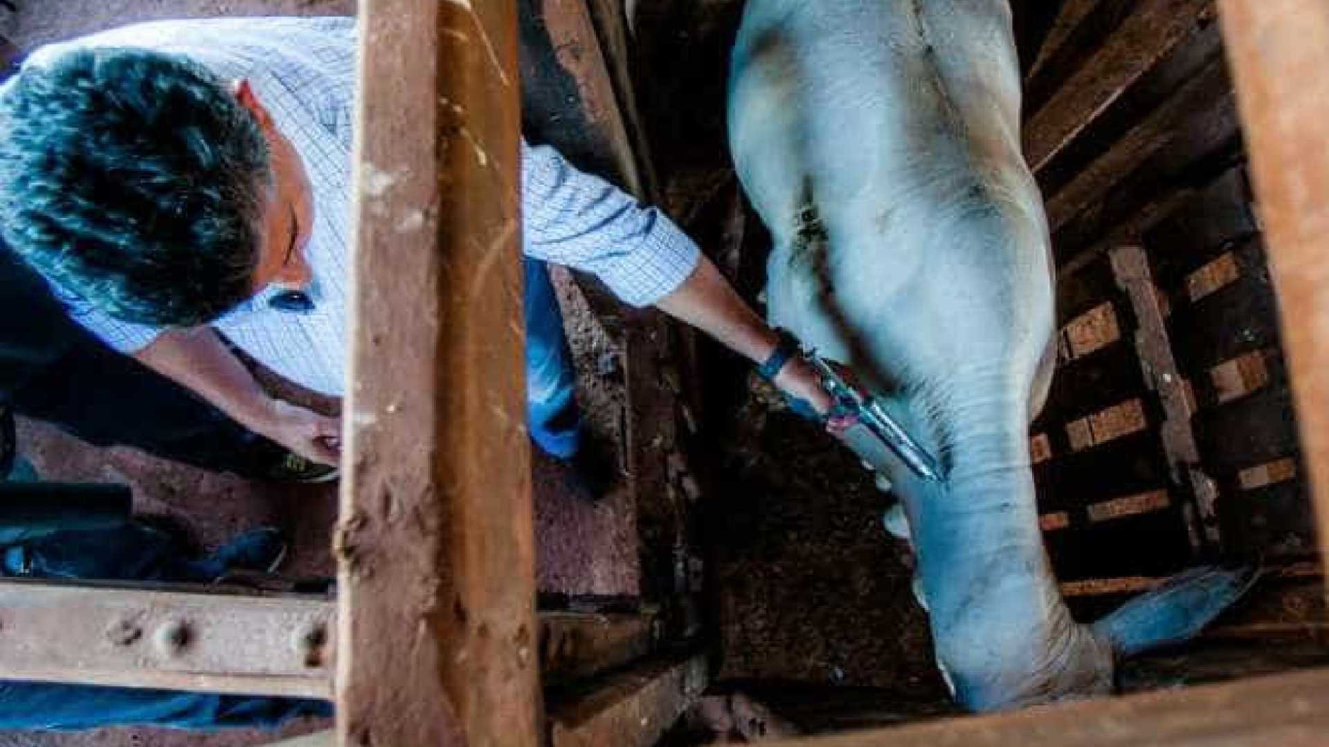 Entenda como o Brasil ficou livre da febre aftosa