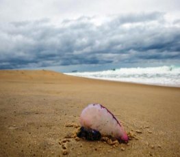 Quase cem mil banhistas são envenenados por água-viva no Sul