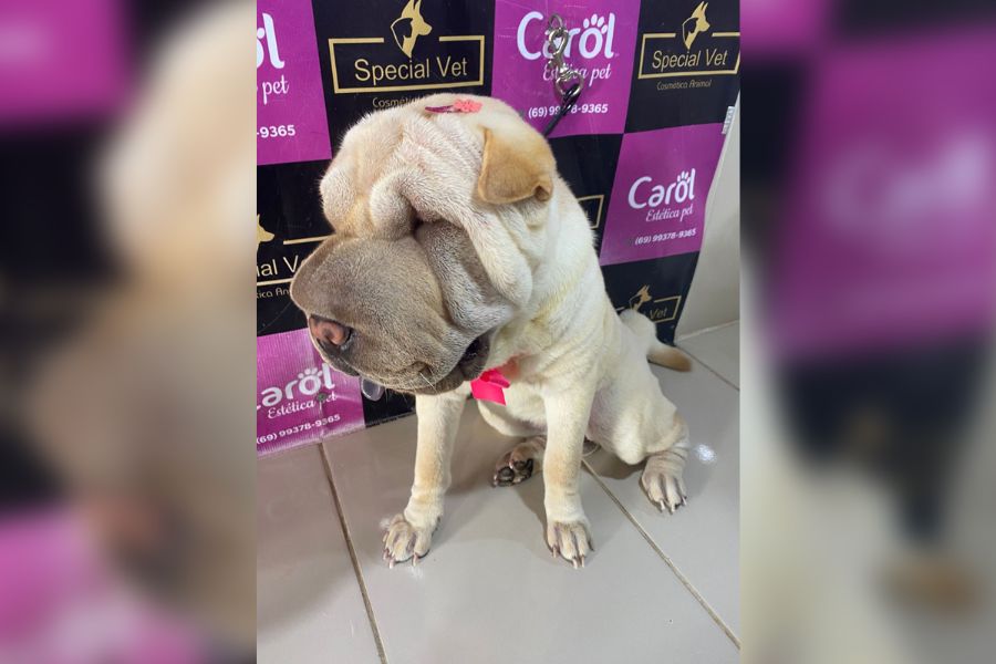 PROCURA-SE: Tutor pede ajuda para encontrar cadela sharpei desaparecida na capital