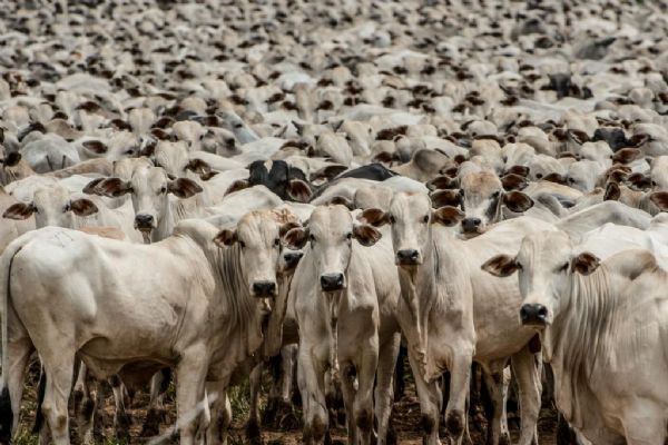 INCENTIVO: Pecuaristas de São Miguel do Guaporé crescem com incentivo de empresa