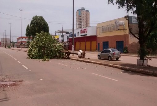 TEMPORAL - Árvores que caíram com forte chuva ainda estão na rua