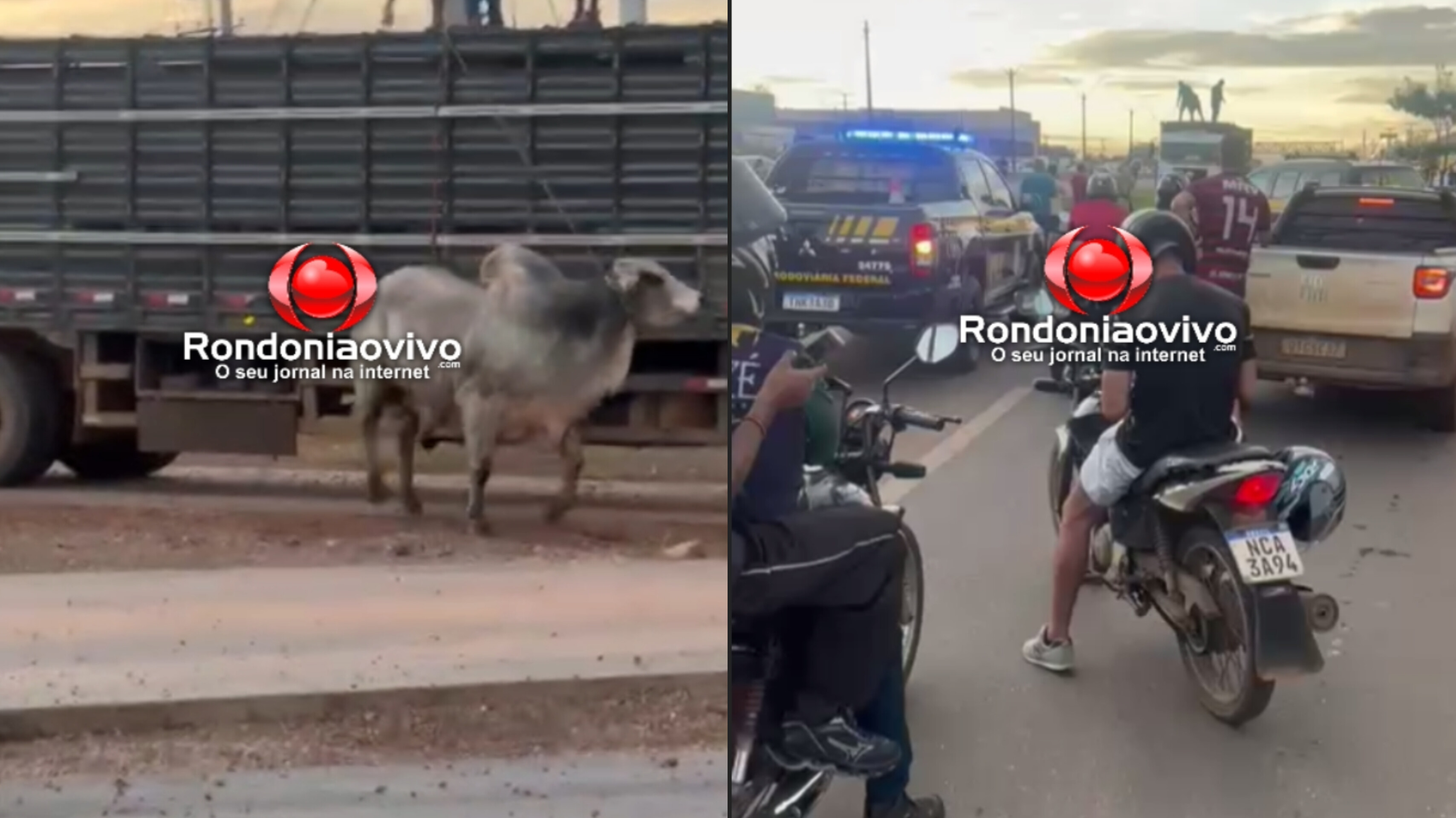 VÍDEO: Touro solto na BR-364 assusta motoristas e bloqueia trânsito na BR-364