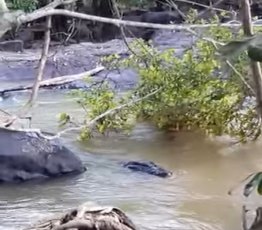 Jacaré de cinco metros é filmado nas cachoeiras do Rio Machadinho