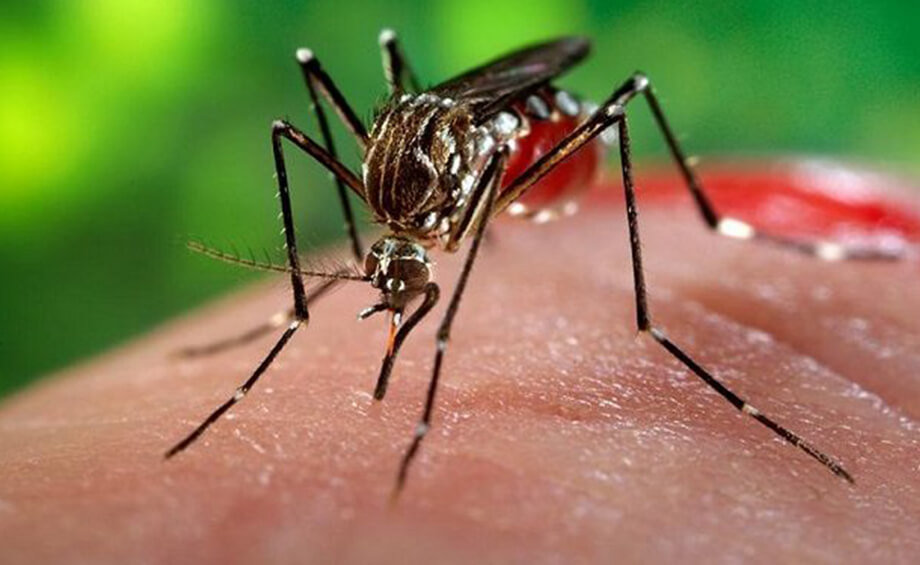 CHIKUNGUNYA: Aumento de 700% de casos da doença em Porto Velho