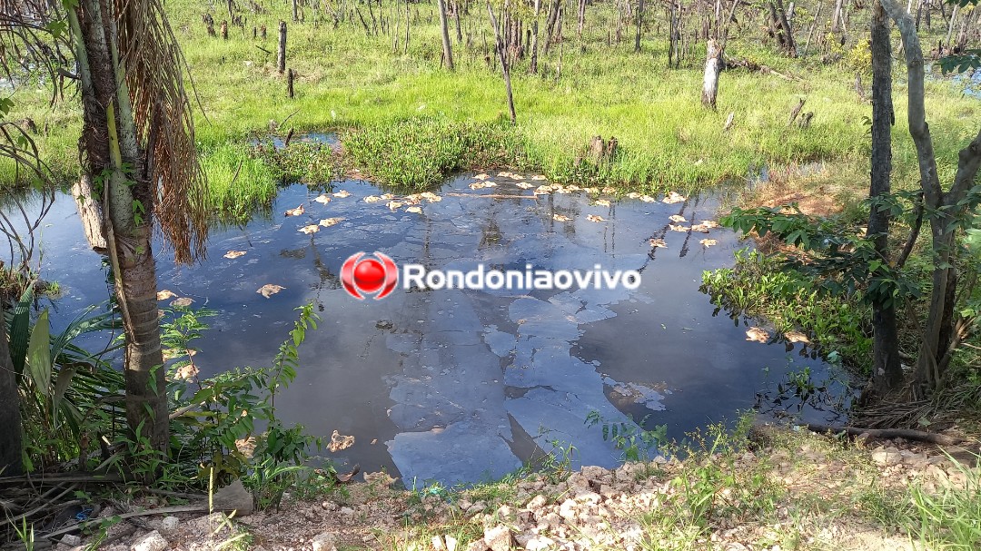 CRIME AMBIENTAL: Galinhas mortas são jogadas em Igarapé às margens da BR-319