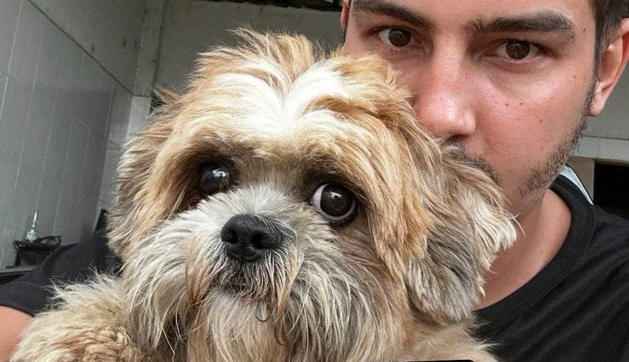 AU AU: Tutor procura por shih-tzu desaparecido ‘Billy’