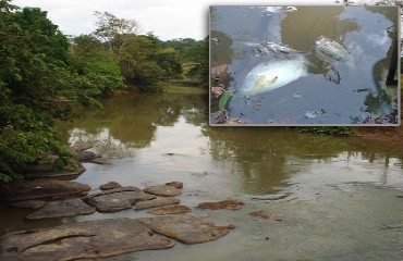 Secretaria de meio ambiente investiga morte misteriosa de peixes em rio da zona Rural