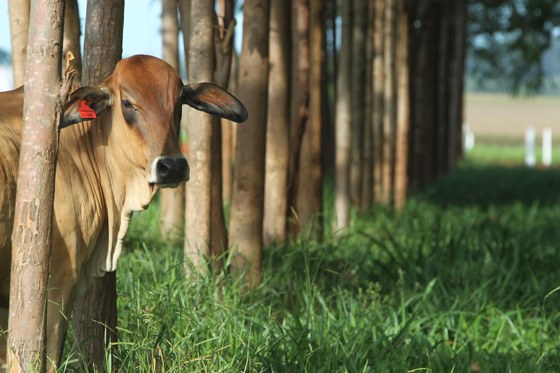 Segunda chamada do projeto Rural Sustentável vai até 15 de março