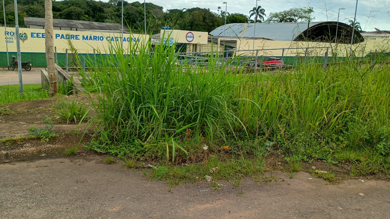 ZELADORIA: Matagal perto da Escola Estadual Padre Mário Castagna atrai pragas em Porto Velho 