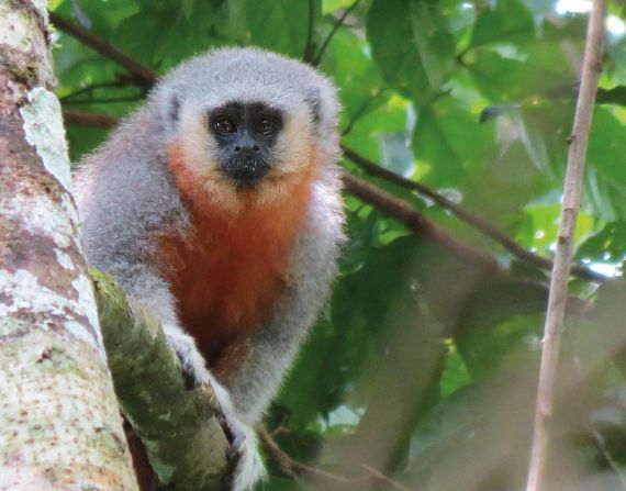 Greenpeace Brasil oferece bolsas de estudo para projetos na área de biodiversidade da Amazônia