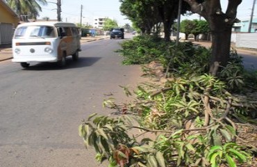 CENA DA CIDADE – Árvores da avenida Guaporé são podadas e galhos ficam por mais de 24h em via movimentada – Fotos