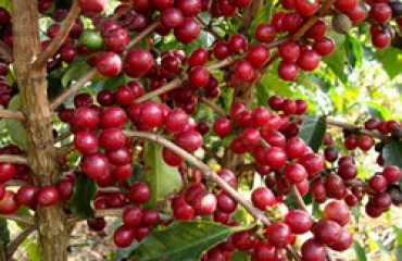 Rondônia é o 2° produtor nacional de café robusta 