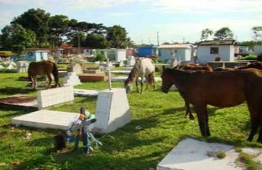 CEMITÉRIO - Cavalos pastam em campo santo de Pimenta Bueno