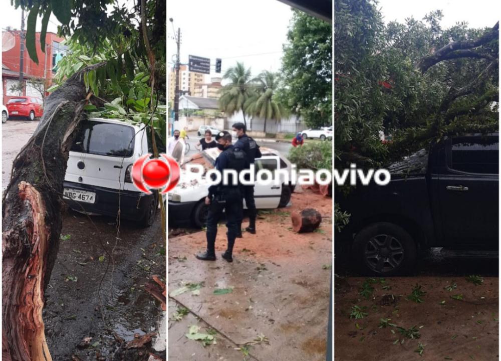 PREJUÍZOS: Veículos são danificados por galho de árvore derrubado por carreta no Centro