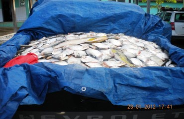 BPA apreende meia tonelada de peixe