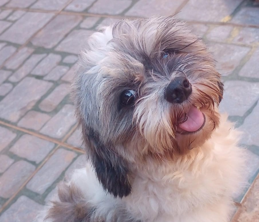 AU-AU: Internauta procura por tutor de shih-tzu encontrado no Socialista