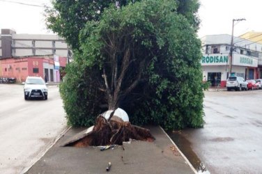 Temporal derruba árvores, danifica veículos e fios no centro