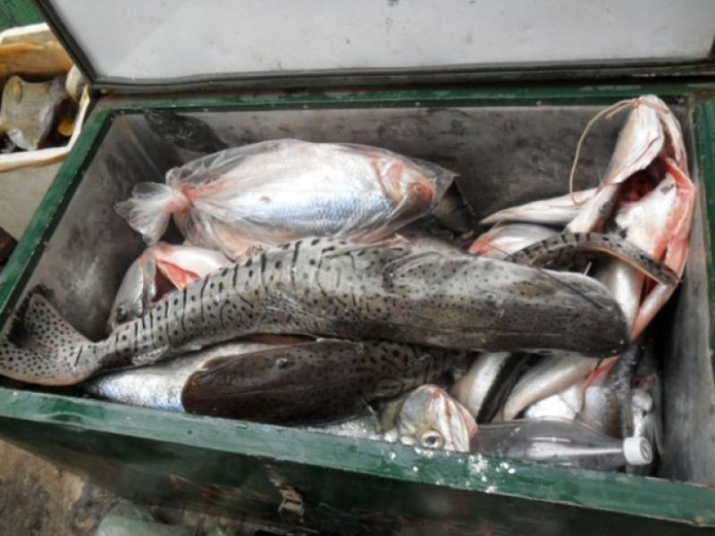 PREJUÍZO: Feirante denuncia energisa após perder 150 quilos de peixe em blecaute