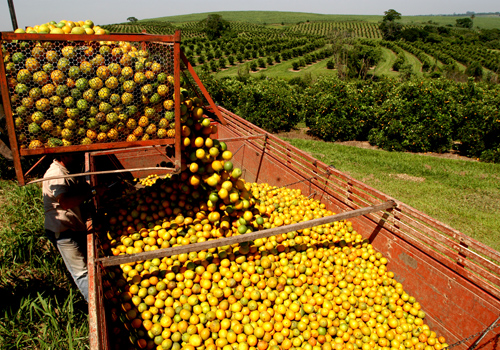 LEILÕES: Conab lança edital para incentivar o escoamento de 20 mil t de laranja