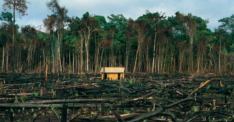 FLORESTA: Governo quer autonomia para gerir doações para Amazônia