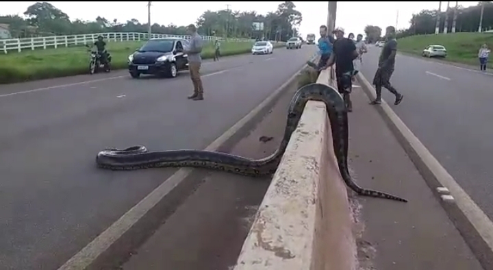 GIGANTE: Cobra sucuri é vista de novo e consegue seu objetivo na BR-364 - VÍDEO