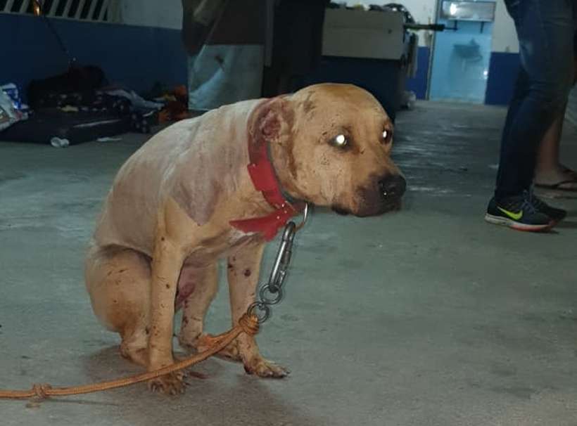 IMAGENS FORTES: Pitbull resgatado em rinha de cães chegou a urinar sangue