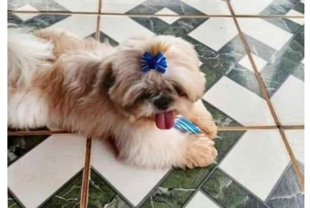 RECOMPENSA: Família oferece  R$ 1 mil para quem devolver cachorro perdido