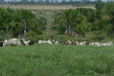 Fazenda em Machadinho do Oeste-RO é destaque nacional no modelo de criação de gado