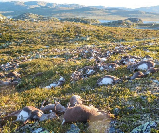 Raio mata mais de 300 renas na Noruega