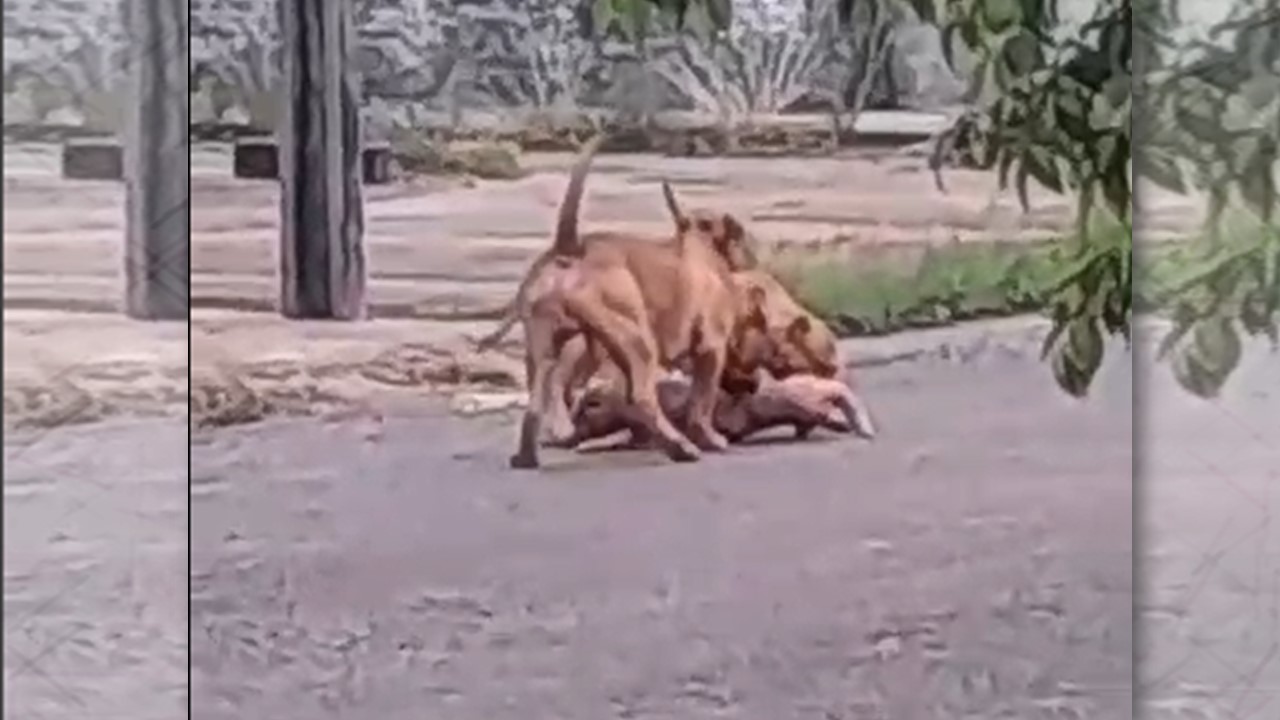 VÍDEO: Dois Pitbulls soltos atacam e matam outro cão em rua de Vilhena