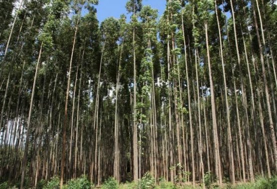 Floresta Plantada movimenta milhões com comercialização de teca 