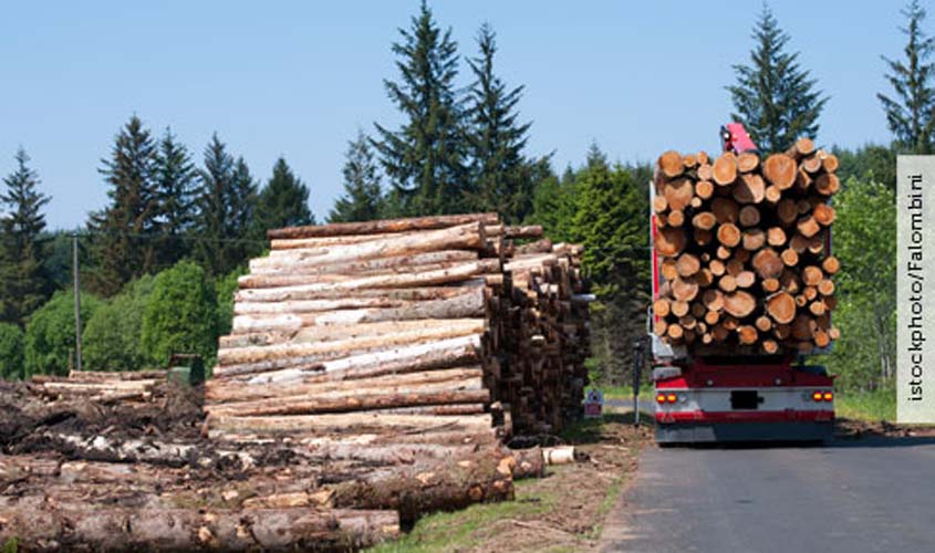 Veículo usado em crime ambiental poderá ser liberado ao dono