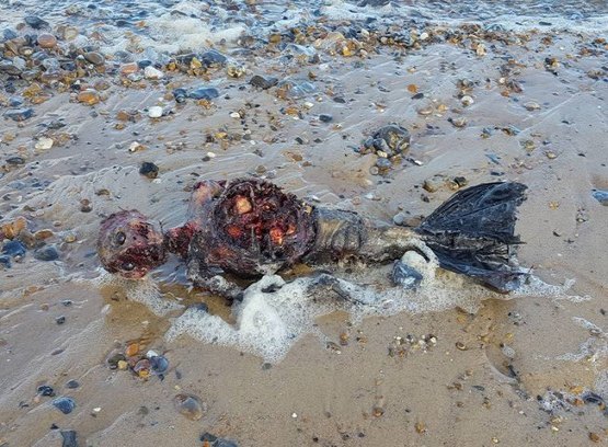 Imagens de suposta sereia encontrada em praia intriga internautas