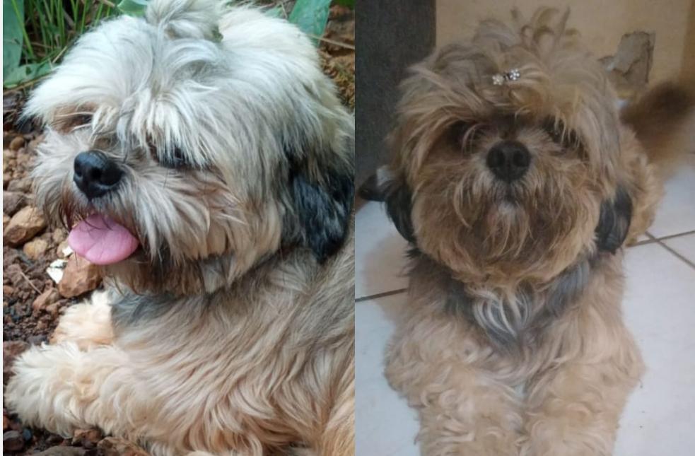 SHIH-TZU: Recompensa de R$ 500 é oferecida para quem encontrar cãozinho 'Eduardo'