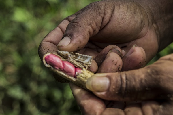 PRESERVAÇÃO AMBIENTAL: É possível recuperar áreas degradadas e gerar ganhos econômicos