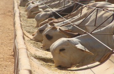 Idaron continua fiscalizações de prevenção ao Mal da Vaca Louca 