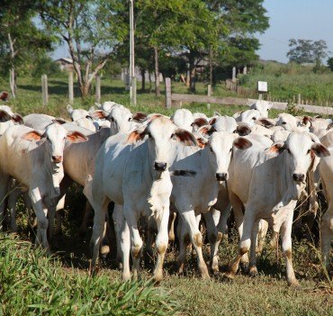 Rebanho bovino ultrapassa 14 milhões de cabeças em Rondônia